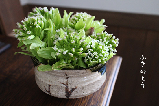ふきのとう アレンジ 生花