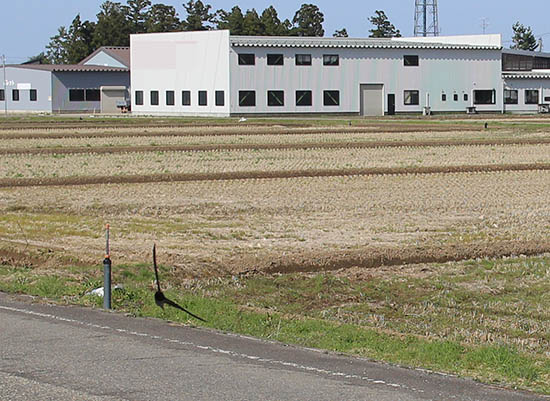 燕 2018 到来 4月12日