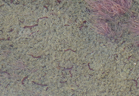 ユスリカ 幼虫 溝 赤い虫 画像1