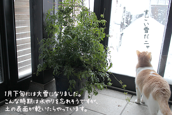 ハゴロモジャスミン 雪 冬越