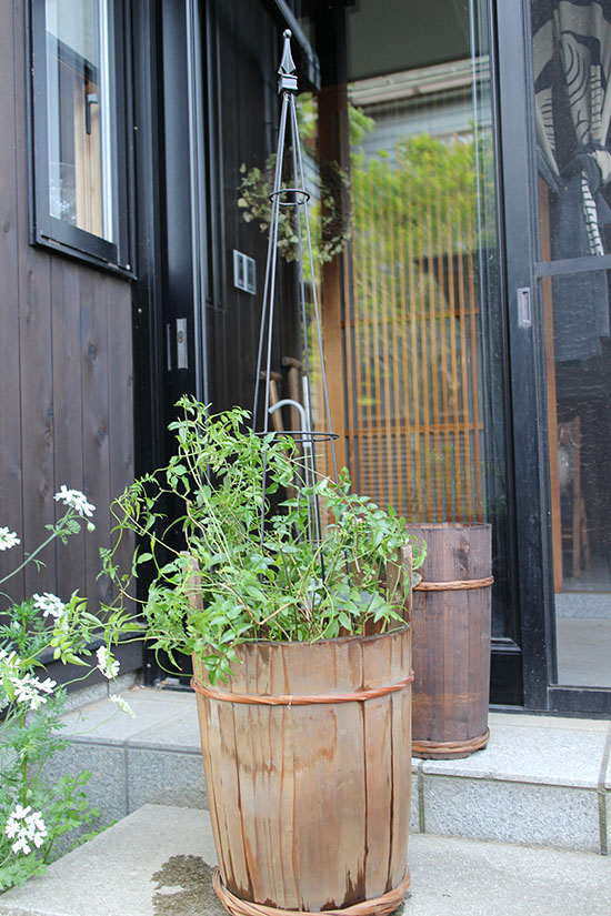 ハゴロモジャスミン 花後 植え替え 体験談 ブログ