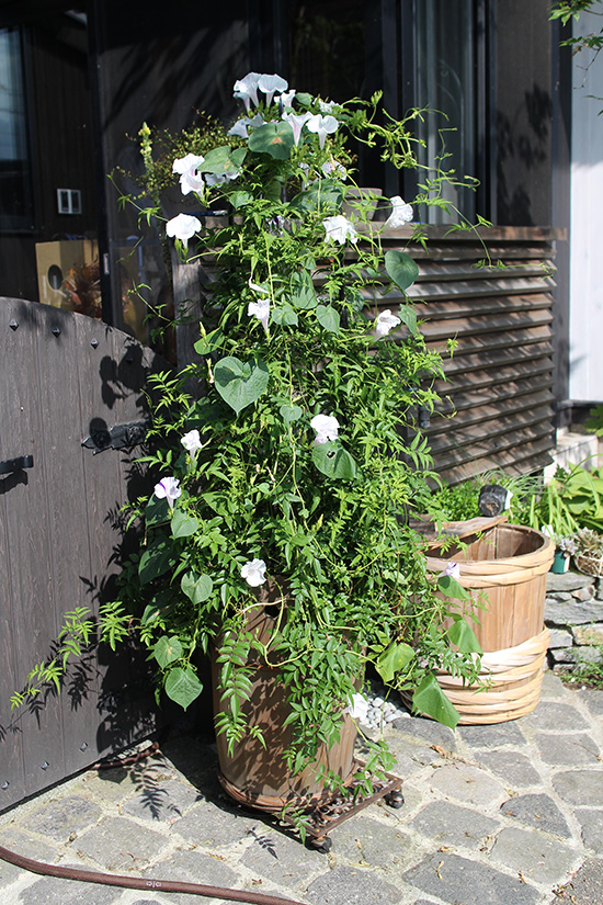 ハゴロモジャスミン 支柱 夏 8月 朝顔寄せ植え