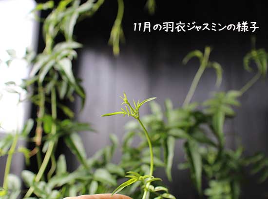 ハゴロモジャスミン 10~11月の様子 冬の管理