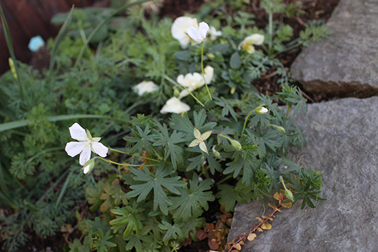 12月冬 ガーデン庭 花壇 開花する 植物 ゲラニウム シロ
