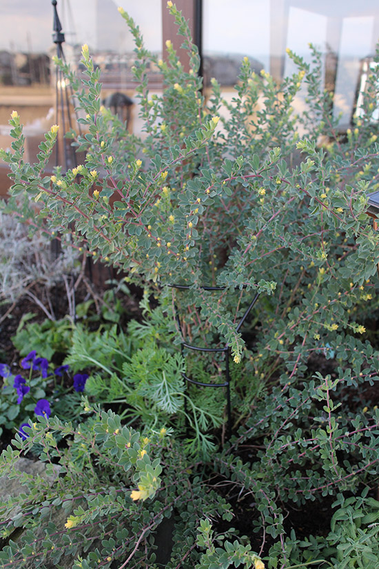 12月冬 ガーデン庭 花壇 開花 植物