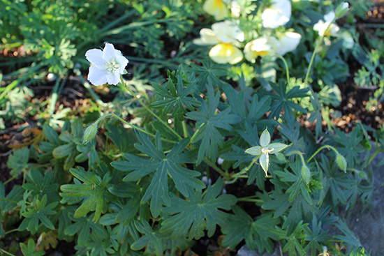 12月冬 ガーデン庭 花壇 開花する 植物 ゲラニウム 白
