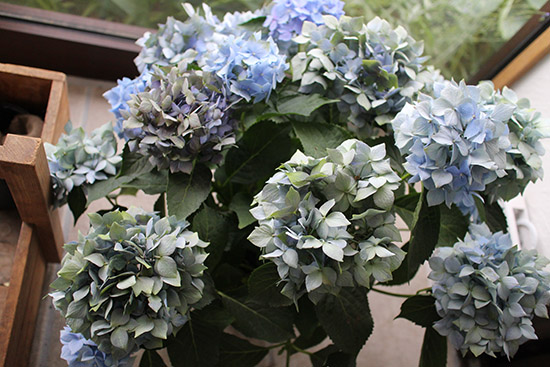 アンティークカラー 紫陽花 青緑 品種 星がすり 画像 1
