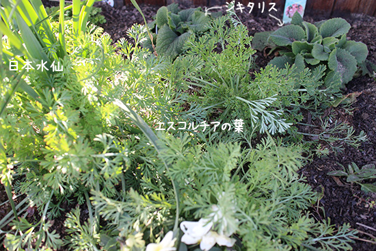 エスコルチア アイボリーレモンイエロー花 多年草 冬越し 3月