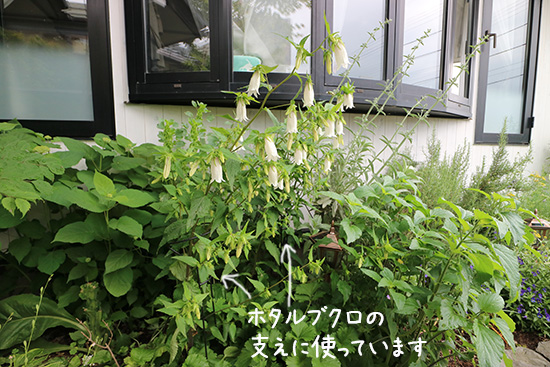 【背の高い草花 】植物が倒れる 防止 アイアン おしゃれ