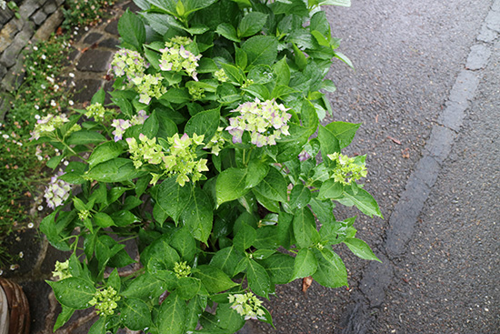 紫陽花 星がすり 開花はじめ 画像