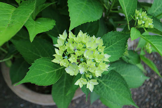 紫陽花 星がすり 開花はじめ iro 画像