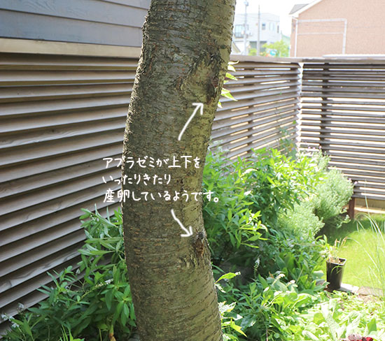 アブラゼミ 産卵 山桜 8月7日