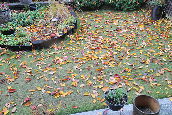 山桜 紅葉 色 落葉 12月