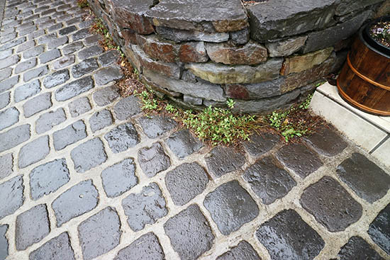 石畳の隙間 おすすめ 植物 草花 画像