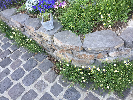 石畳 隙間 おすすめ花苗 エリゲロン