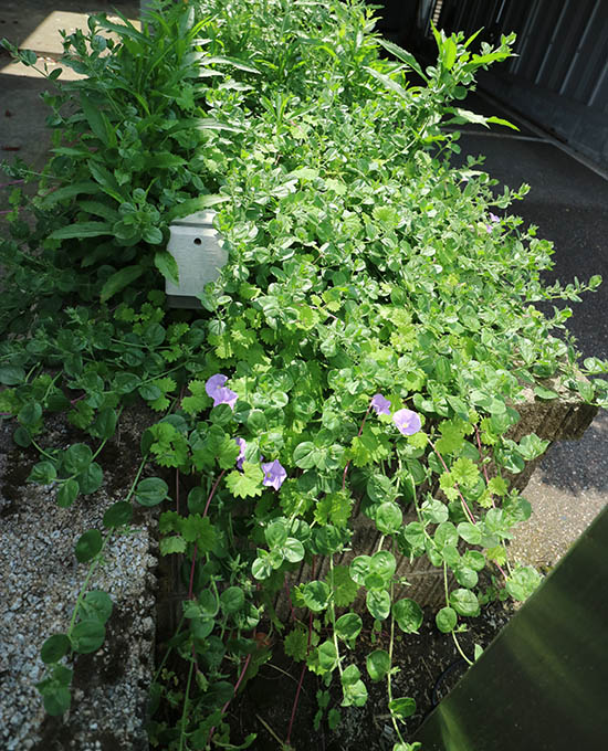 ハンギング植物 青紫花 昼顔科 コンボルブルス