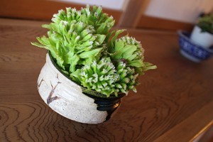 【ふきのとう】アレンジ生花（食べる前に楽しむ方法をチャレンジ）