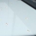 【虫除けバポナ&虫コナーズ】使ってみた口コミ(効果なしって本当!?)