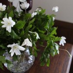 【キクザキイチゲの花】4月が開花時期|生けてアレンジ