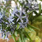 丁字草(ちょうじそう)5月開花・生花アレンジ