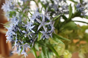 丁字草（ちょうじそう）５月開花・生花アレンジ