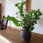 長持ちする花「モルセラ」6月に10日くらい楽しむコツ