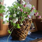 【千日紅】薄ピンクと白が優しく可愛い(初夏ー晩秋まで開花)