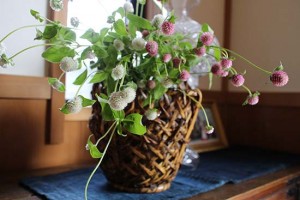 【千日紅】薄ピンクと白が優しく可愛い（初夏ー晩秋まで開花）