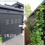 【つる植物ネットのはり方】その後の体験談(4ヶ月経過)