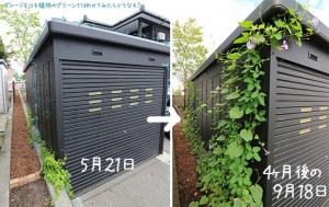 【つる植物ネットのはり方】その後の体験談(４ヶ月経過)