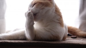 【猫の爪とぎ対策】しつけじゃなく工夫で防止できる【猫と暮らす準備②】