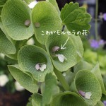 【モルセラ】開花・種まき時期と準寒冷地域でも冬越えする?(観察画像)