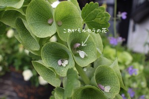 【モルセラ】開花・種まき時期と準寒冷地域でも冬越えする？(観察画像)
