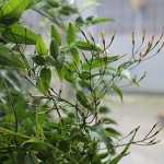 【ハゴロモジャスミン】春夏秋冬の画像[12月1月2月3月4月5月6月7月8月9月10月11月年間の様子]