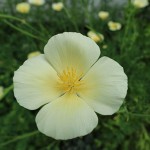 カリフォルニアポピー(エスコルシア)アイボリー(レモンイエロー)育ててみた