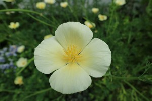 カリフォルニアポピー(エスコルシア)アイボリー(レモンイエロー)育ててみた