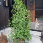 羽衣ジャスミンの秋～冬管理の様子(10月11月12月など)