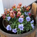 【12月に咲く花】冬のガーデンは寂しくなります。色のある植物まとめ