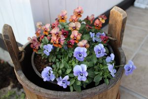 【12月に咲く花】冬のガーデンは寂しくなります。色のある植物まとめ