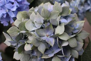 アンティーク色のアジサイ【品種：星がすり】緑青アンティークカラーへ変化