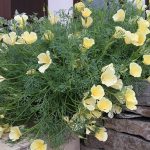 【エスコルチア(カリフォルニアポピー)】育ててみてると実は多年草?