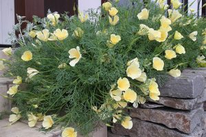 【エスコルチア(カリフォルニアポピー)】育ててみてると実は多年草？