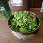 春【ふきのとう】生花のように飾って楽しむ