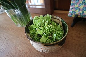 春【ふきのとう】生花のように飾って楽しむ