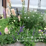 【背の高い草花】倒れやすく、防止する見栄えのいいアイアン