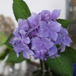 【紫陽花の剪定】花後の様子
