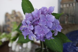 【紫陽花の剪定】花後の様子