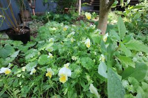 【ビオラ(パンジー)】が8月も開花中｜夏越しするのか！？