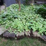 ビオラ・パンジー夏越しする?その後の観察