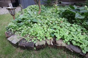 ビオラ・パンジー夏越しする？その後の観察